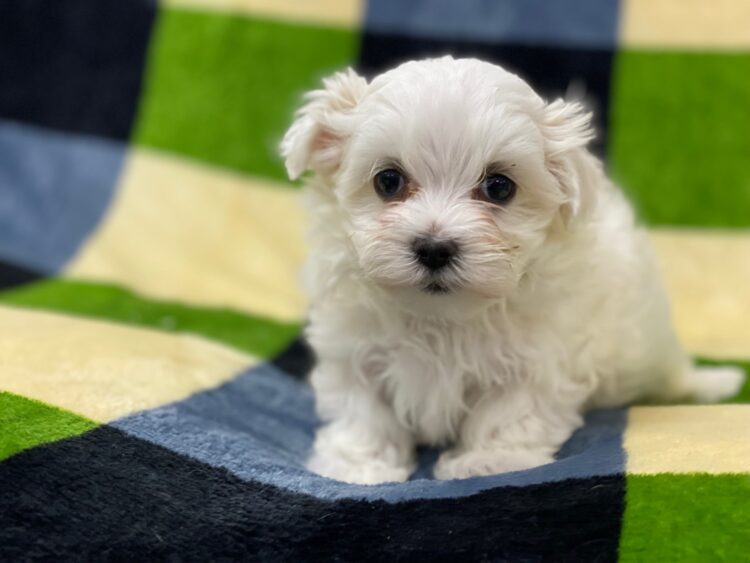 マルチーズ兄妹⑦