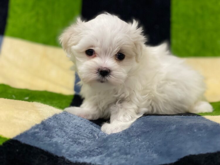 マルチーズ兄妹⑦