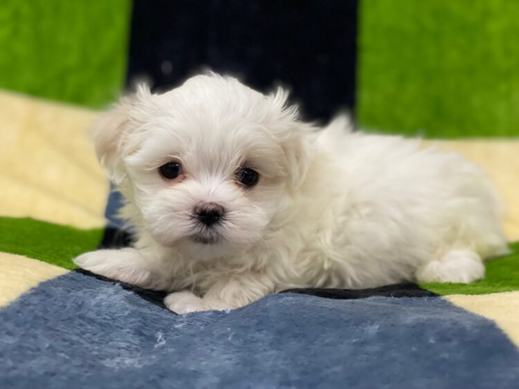 マルチーズ兄妹⑦