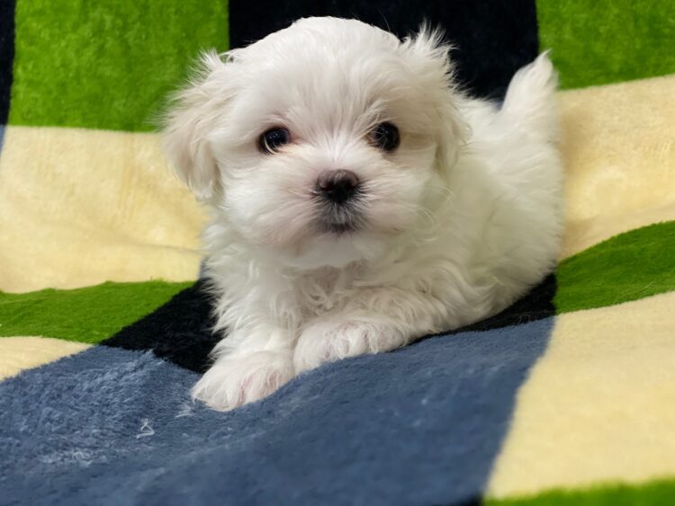 マルチーズ兄妹⑦