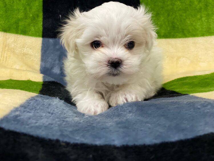 マルチーズ兄妹⑦