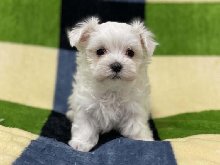 マルチーズ兄妹⑦