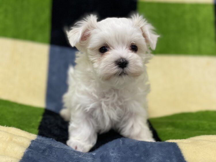 マルチーズ兄妹⑦