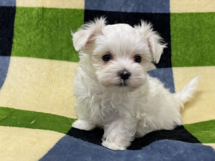 マルチーズ兄妹⑦