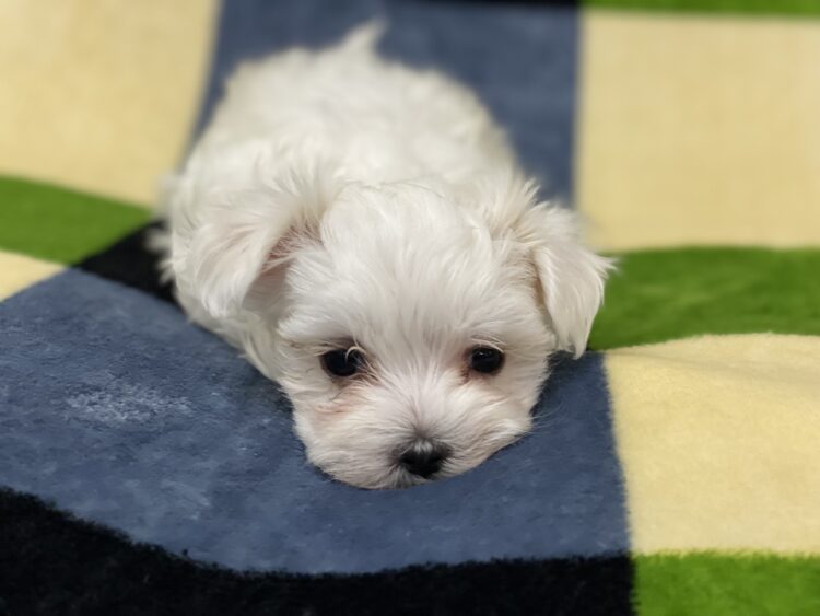 マルチーズ兄妹⑦