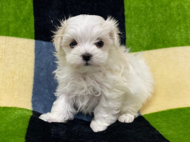 マルチーズ兄妹⑦