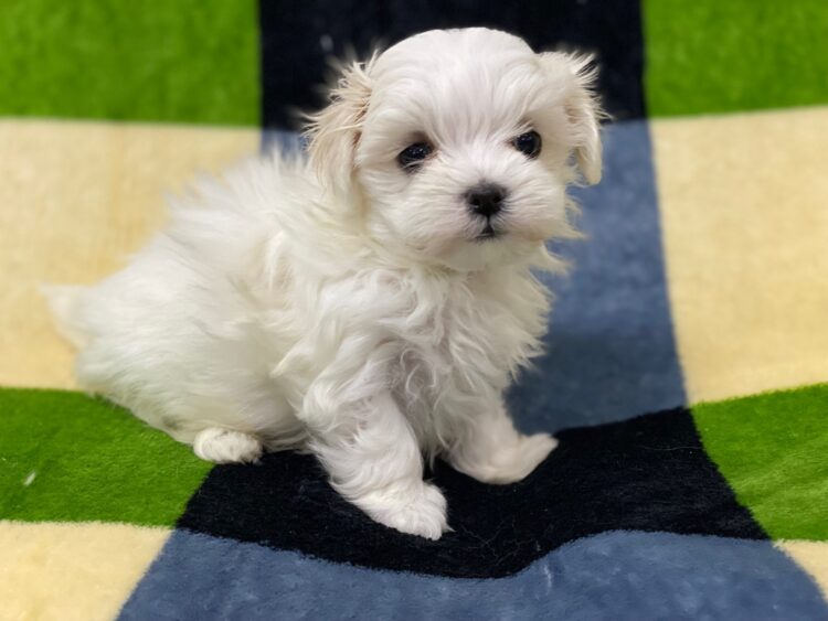 マルチーズ兄妹⑦