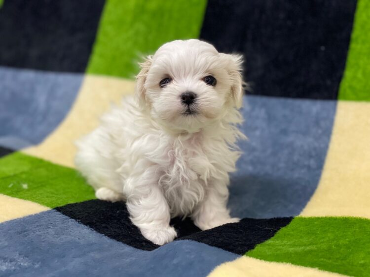 マルチーズ兄妹⑦