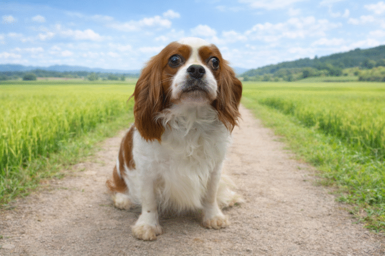 引退犬　さくら