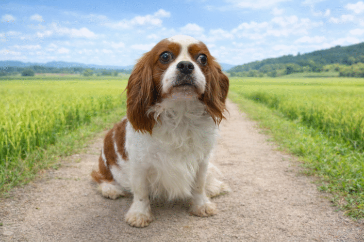 引退犬　さくら