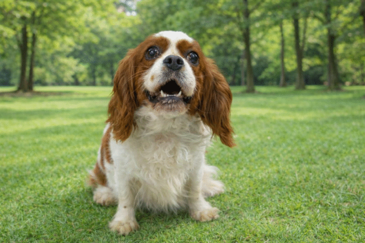引退犬　さくら