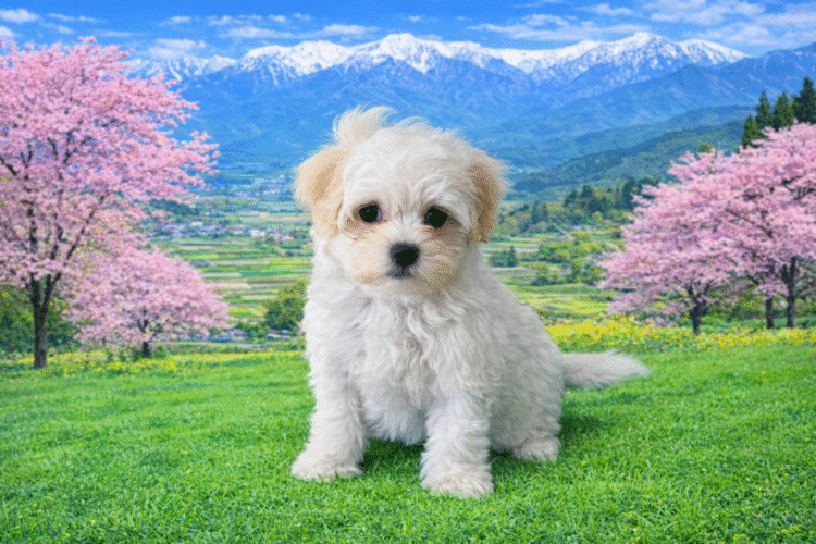 マルチーズ兄妹②