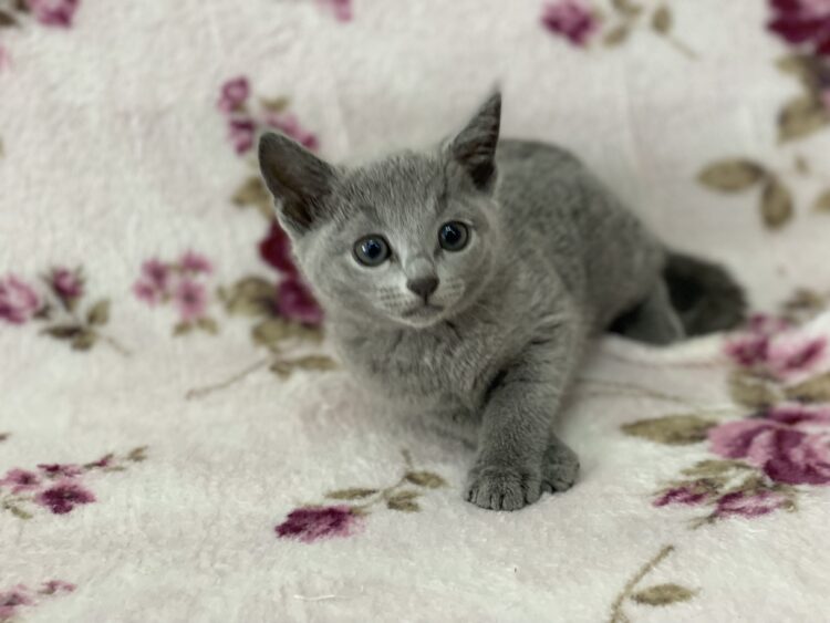 ロシアンブルー①