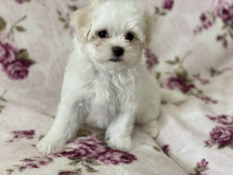 マルチーズ兄妹②