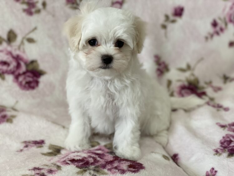 マルチーズ兄妹②