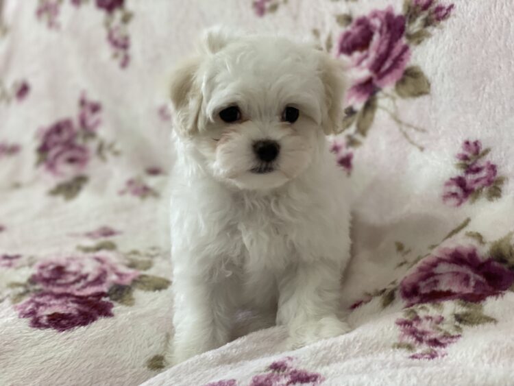 マルチーズ兄妹②