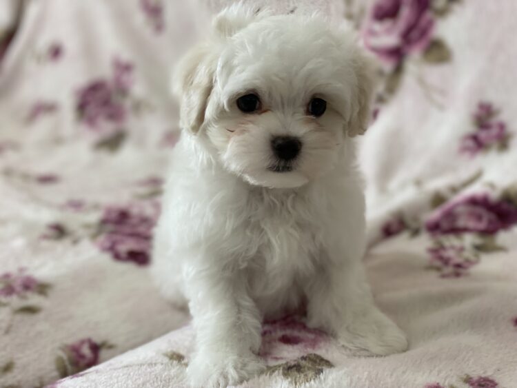 マルチーズ兄妹②