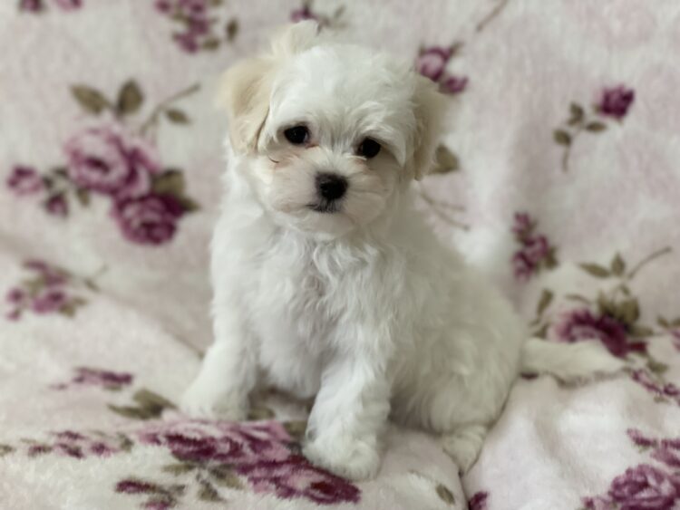 マルチーズ兄妹②