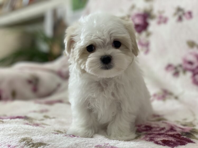 マルチーズ兄妹②