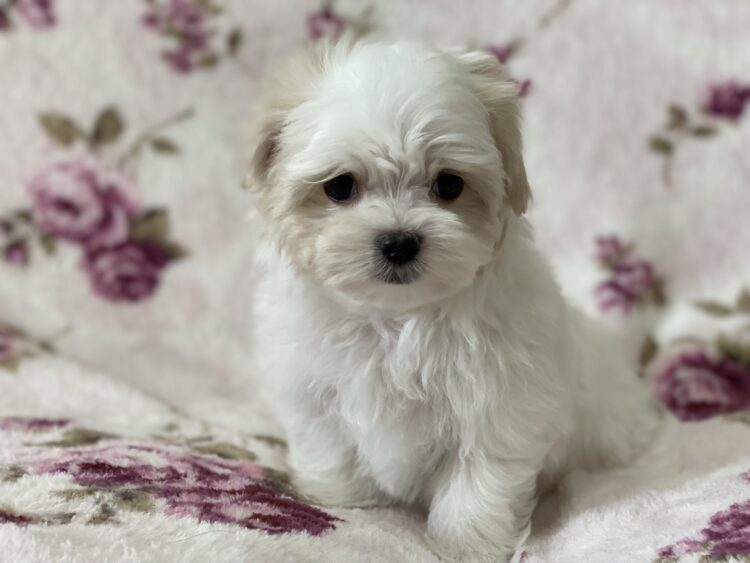 マルチーズ兄妹②