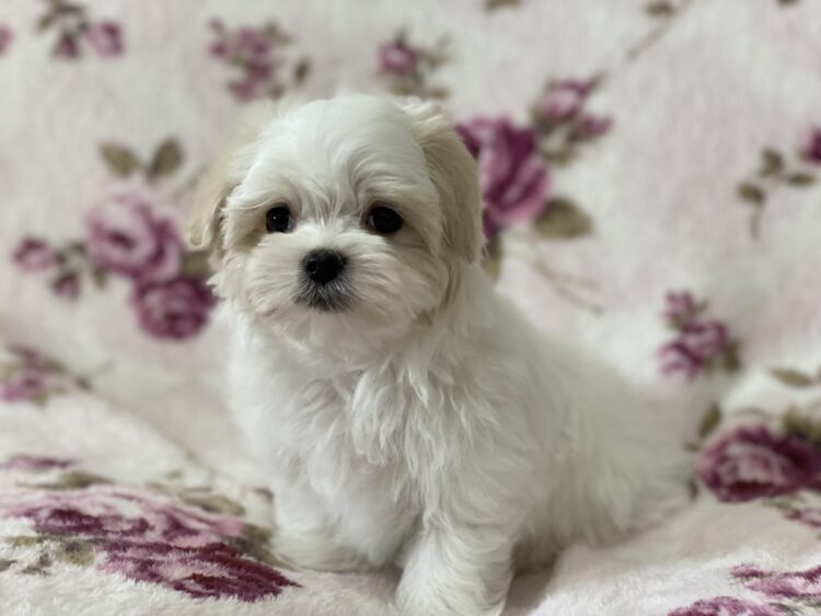 マルチーズ兄妹②