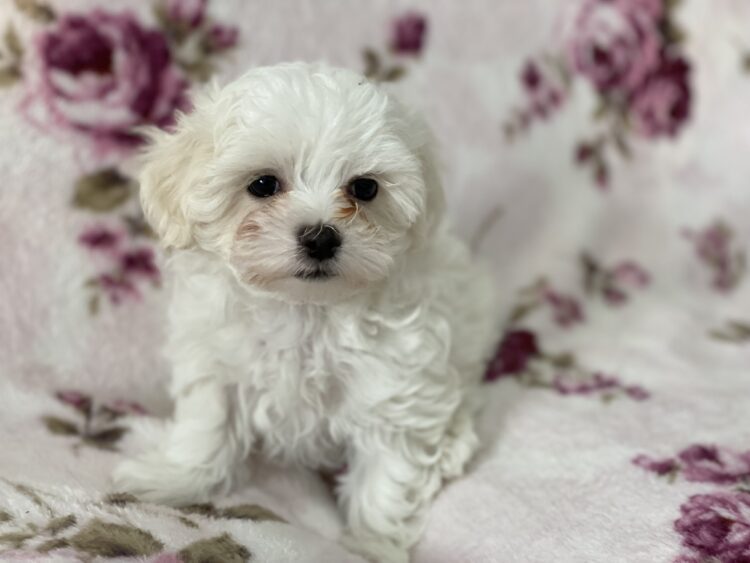 マルチーズ兄妹②