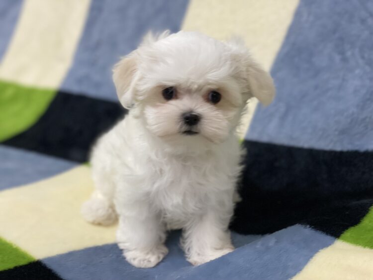 マルチーズ兄妹⑤