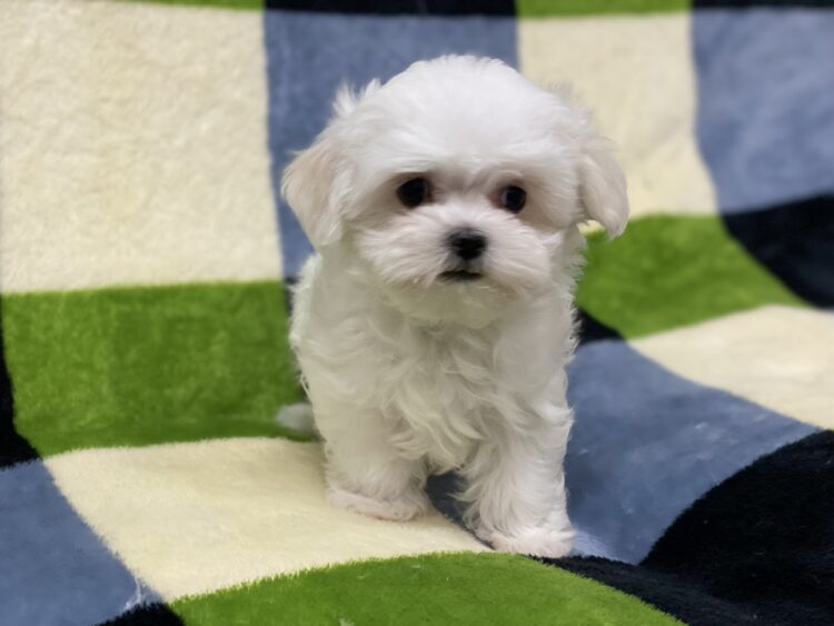 マルチーズ兄妹⑤