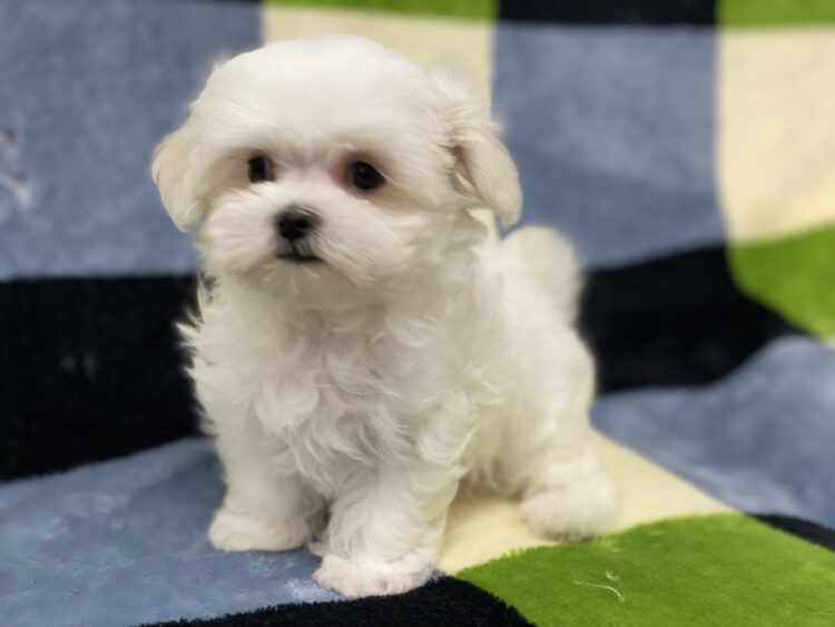 マルチーズ兄妹⑤