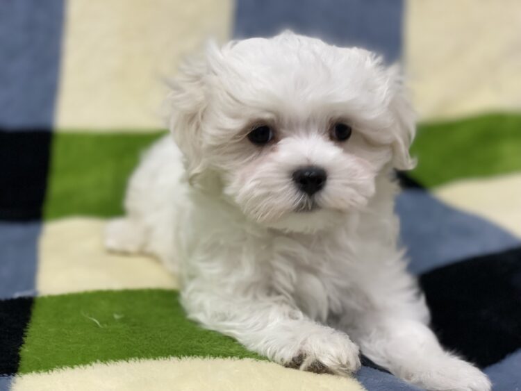 マルチーズ兄妹⑤