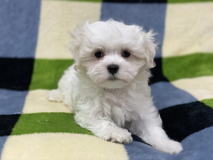 マルチーズ兄妹⑤