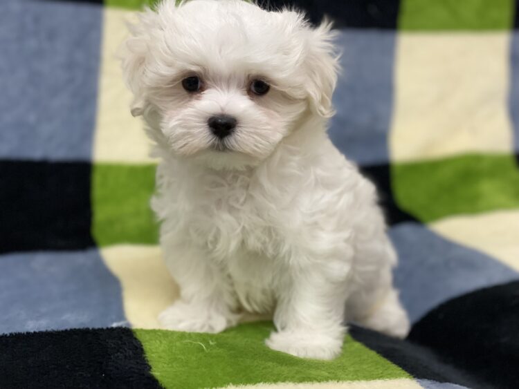 マルチーズ兄妹⑤