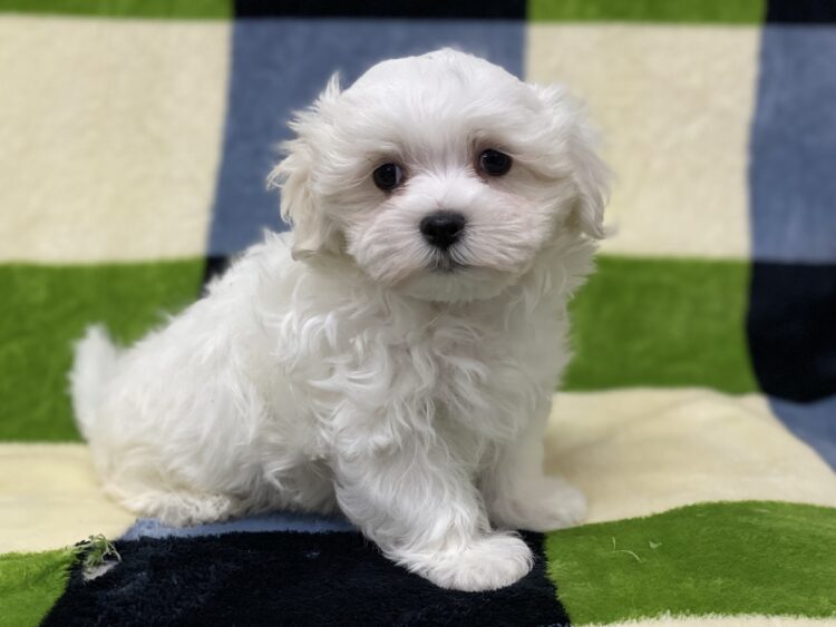 マルチーズ兄妹⑤