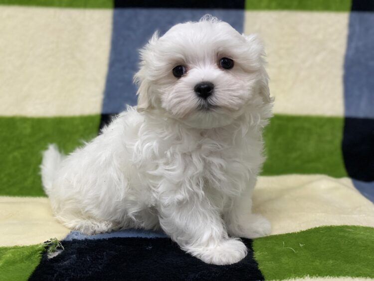 マルチーズ兄妹⑤