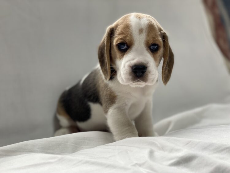 ビーグル兄妹①