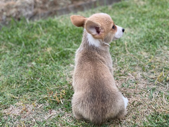 コーギー兄妹③