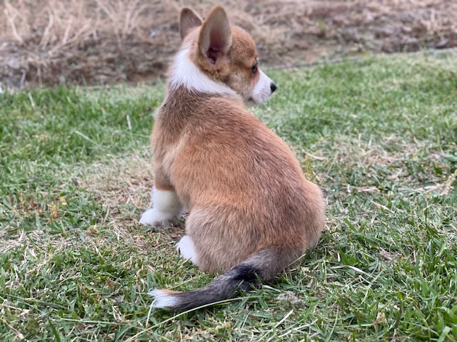 コーギー兄妹③