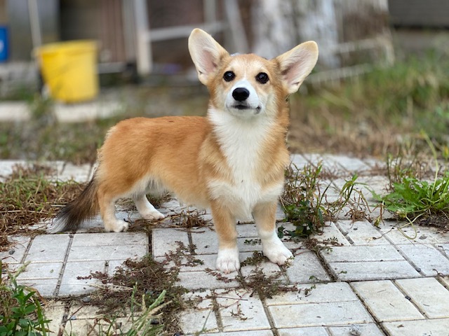 コーギー兄妹③