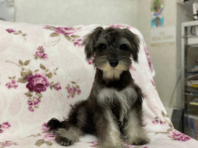 M・シュナウザー兄妹①