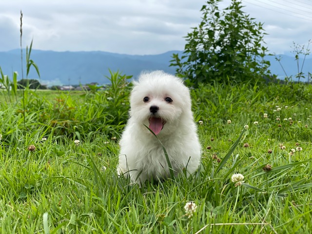 マルチーズ兄妹⑤