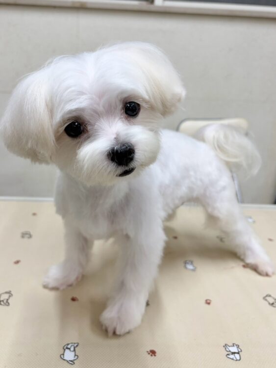 マルチーズ兄妹⑤