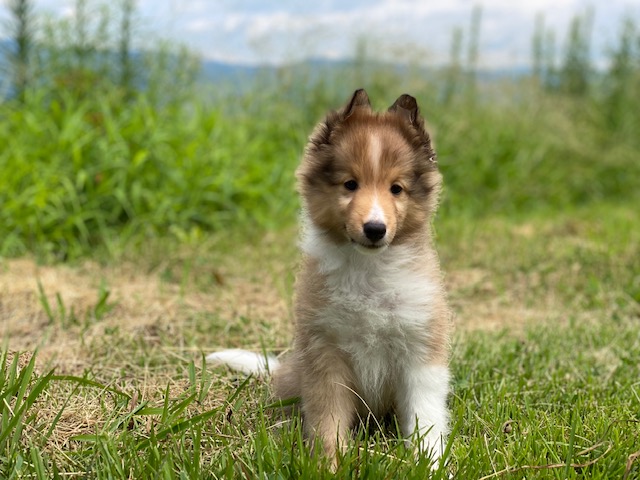 シェルティー兄妹②