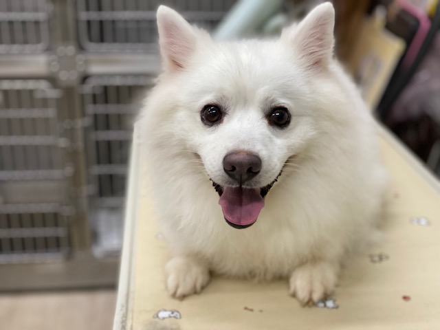 保護犬 リク君