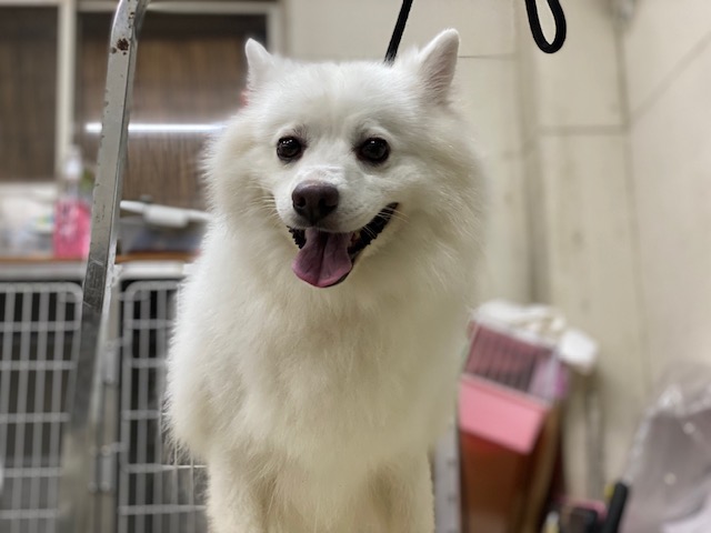 保護犬 リク君