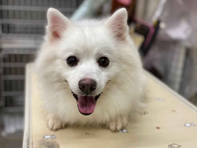 保護犬 リク君