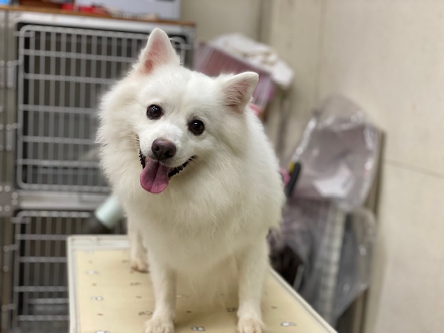 保護犬 リク君