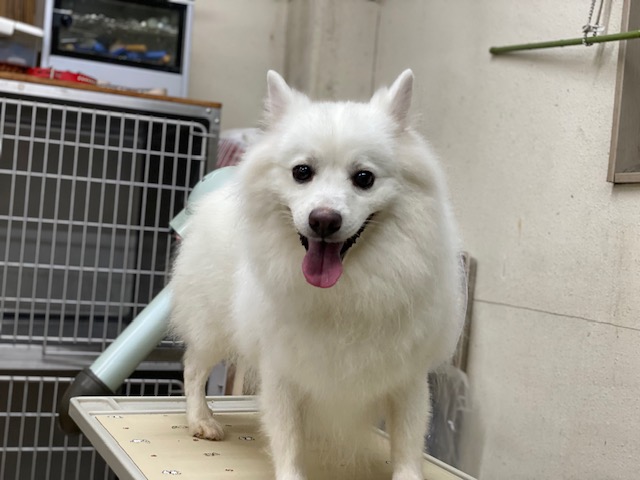 保護犬 リク君