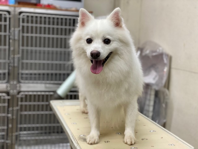 保護犬 リク君