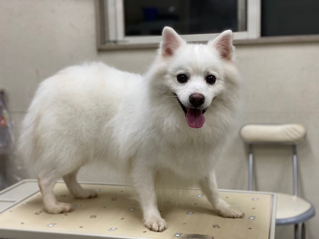 保護犬 リク君